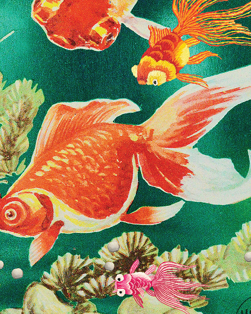 Little Goldfish
