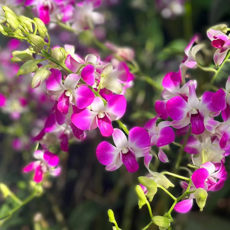 Mug White Orchid
